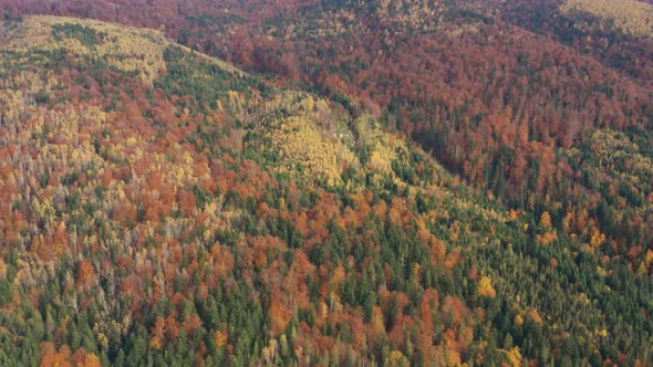 Autumn Forest Aerial View 6