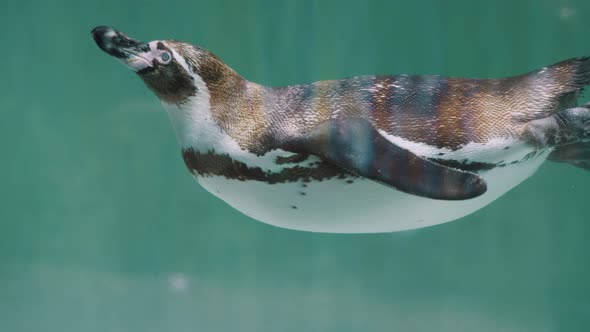Adult Magellanic Penguin Swimming In The Aquarium With Cold Water. - close up