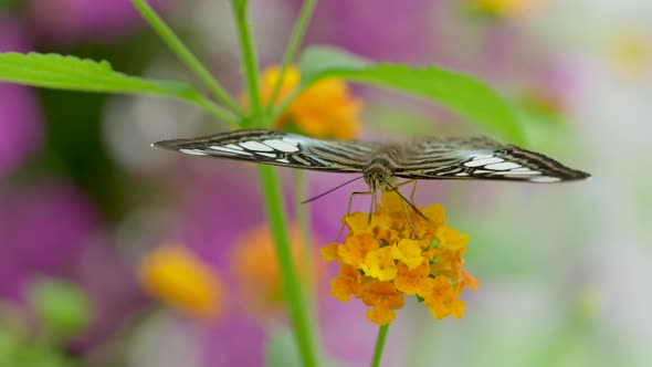 Extreme close up of pretty butterfly gathering nectar of colorful tropical flowers in wilderness in