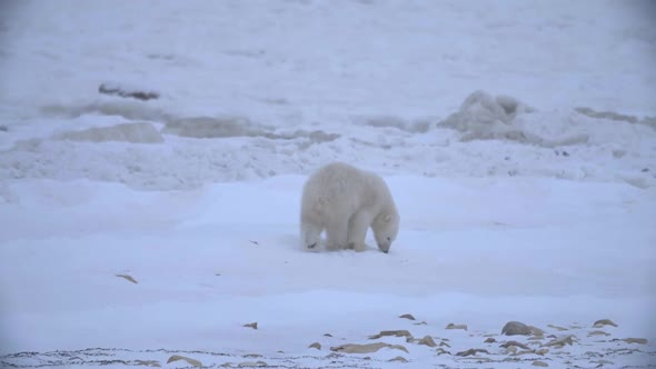 Curious polar bear cub sniffing around exploring the snow