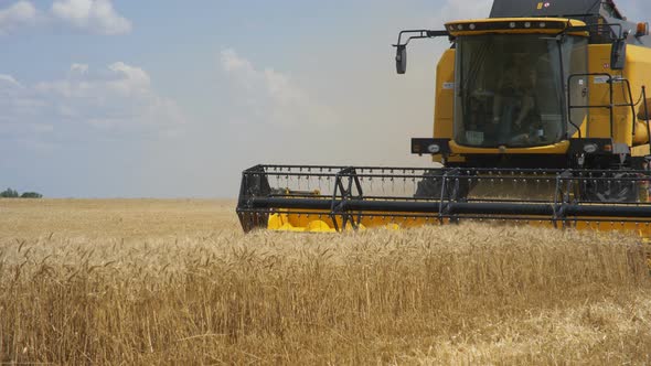 Combine Harvester Gathers the Wheat Crop