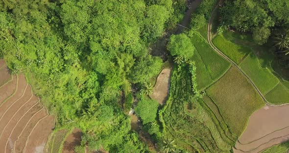 Overhead drone shot showing dried river surrounded by rice fields and palm tree plantation during su