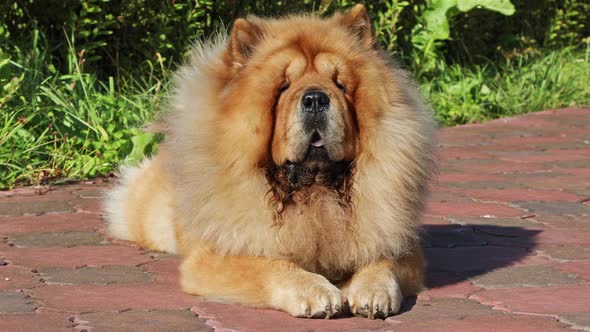 Chow Chow Lying Outdoors on Backyard