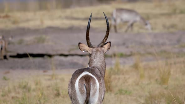 Back of Reedbuck Male Antelope With Long Horns Standing in Pasture of African Savanna. Full Frame Sl