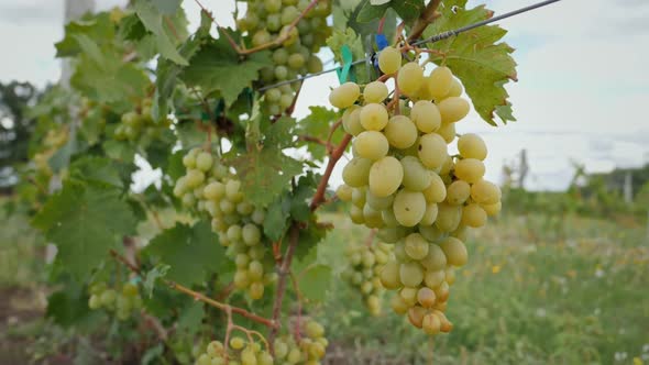 Large Grape of Red Grapes Hanging on a Branch in a Vine Garden Closeup Slow Motion