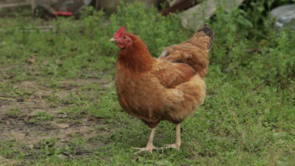 Domestic Brown Chicken Walk on the Ground. Background of Green Grass in Farm. Search of Food