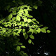 Glowing Leaves - VideoHive Item for Sale