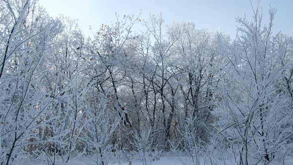 Beautiful Trees Swaying Covered With Snow Trees Were Covered With Snow With Frost