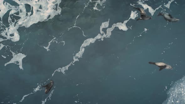 Aerial Flight Over Swimming Seals. Antarctica.