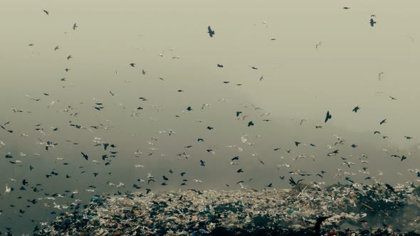 A large flock of birds. Crows and seagulls at a city dump.