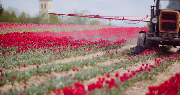 Tractor Spraying Chemicals on Tulips Flower Plantation