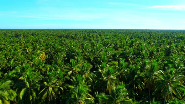 4K Aerial Wide view of Beautiful green coconut tree fields