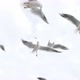 Young Woman Feeds Seagulls Rear View - VideoHive Item for Sale