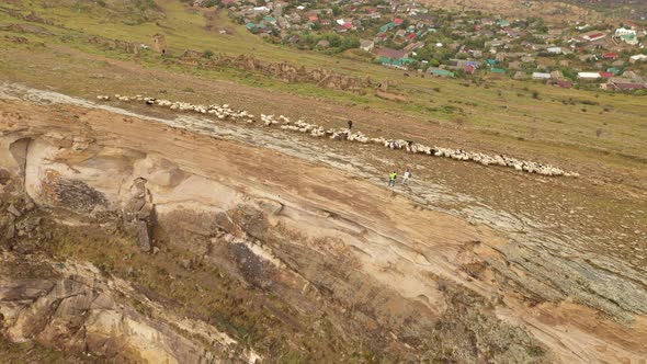 Aerial View of the Sheep Herd in the Mountains Mountain Landscape and Sheep Grazing