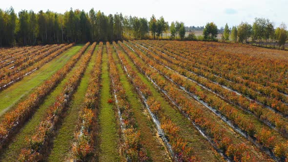 Aerial View From Drone of Blueberry Field in the Autumn. Passing By Blueberry Bushes in the Fall