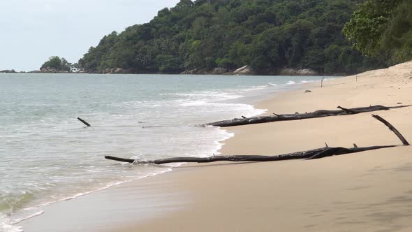 Bare tree trunk at beach.