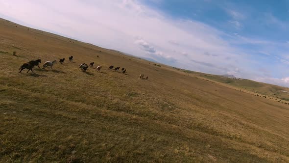 Herd of Wild Horses Galloping Fast Across the Steppe