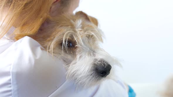 On the shoulder of the groomer lies the muzzle of the dog