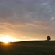 Lonely tree on green field against sunset background - VideoHive Item for Sale