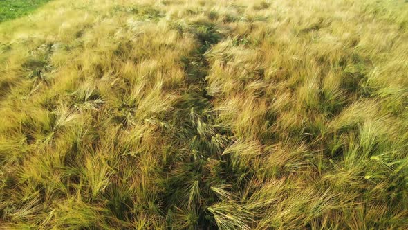 Wheat field in summer