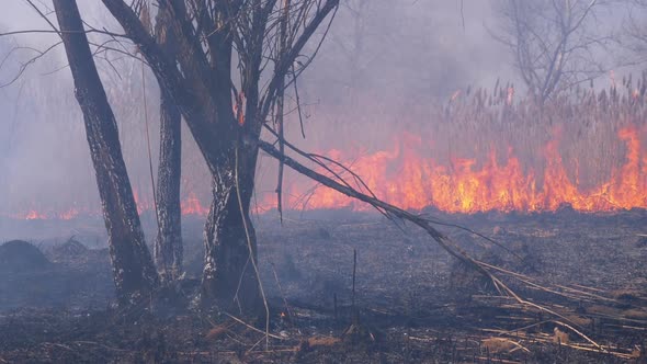 Fire in the Forest. Flame From Burning Dry Grass, Trees and Reeds. Slow Motion