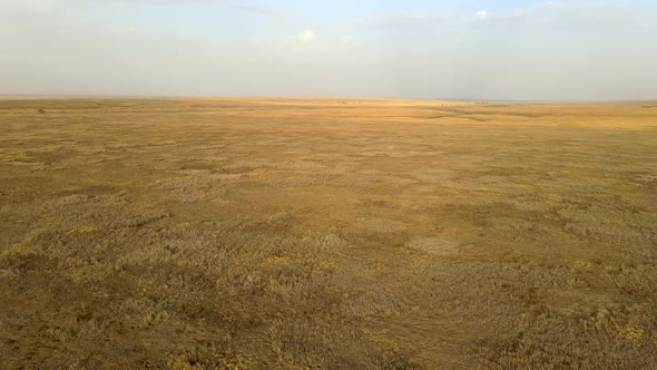 Wild Saiga Antelope Running