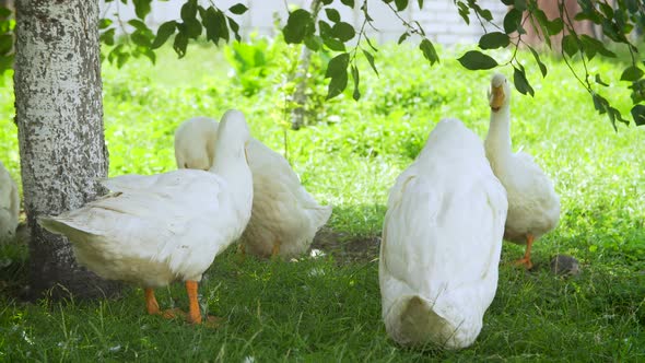 White Farm Ducks By the Countryside Road