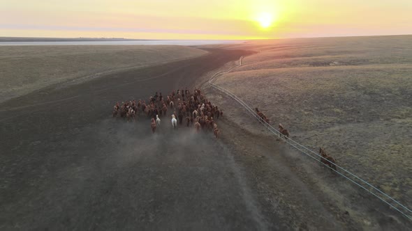 Wild Horses Running