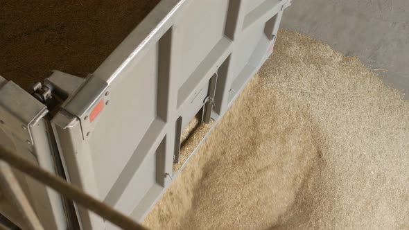 The Car Truck Ships Out Corns or Grains of Rye Into the Elevator