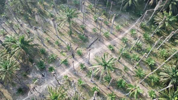 Aerial view tracking dead bare palm tree in morning 