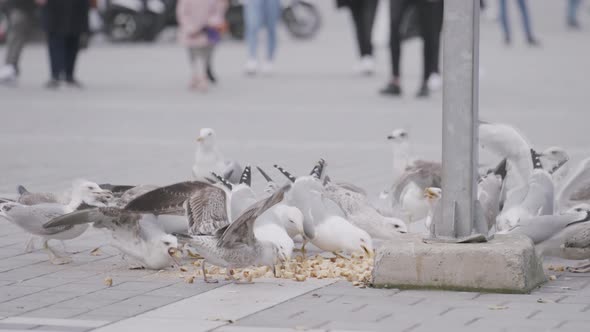 Many white birds eating bread crumbs