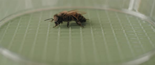 A bee in profile moving left