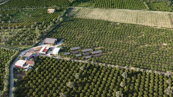 Field of Orchards with Ecosustainable Energy Solar Panels in the Countryside