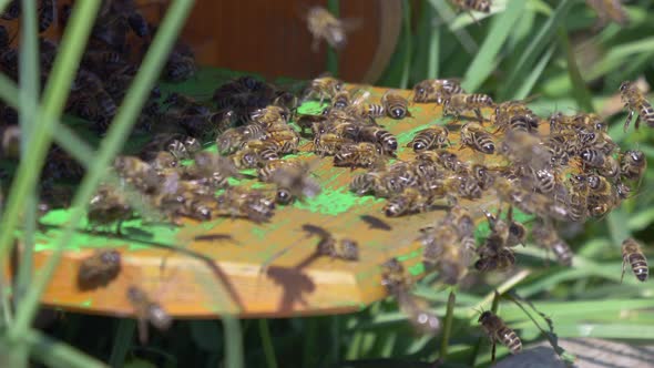 Swarm of aggressive bees flying around bee house after work in sunlight,close up