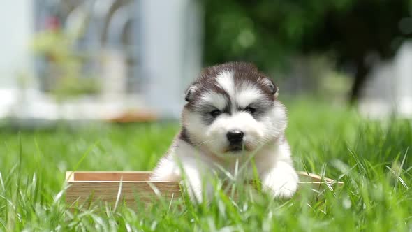 Cute Siberian Husky Sitting In A Wooden Box At The Park