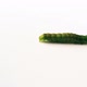 Green caterpillar walking on a white ground shoot from side - VideoHive Item for Sale