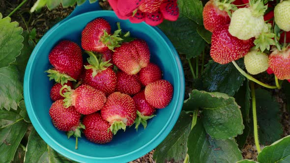 Hands in Red Gloves Pluck Ripe Strawberries in Garden