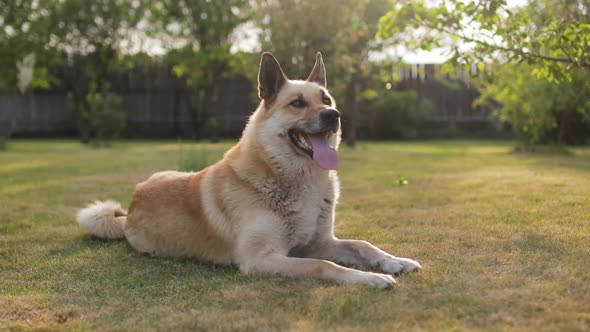 Dog Lying on the Grass and Looking