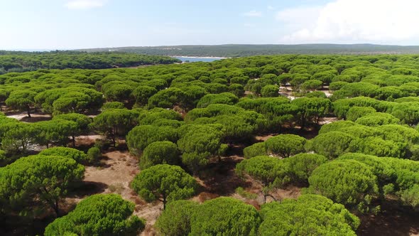 Flying Above Tree Tops