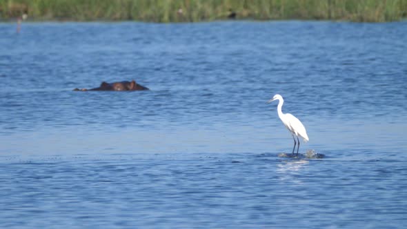 White heron on the back of a Hippopotamus in a lake