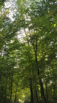 Vertical Video Trees in the Autumn Forest in the Afternoon