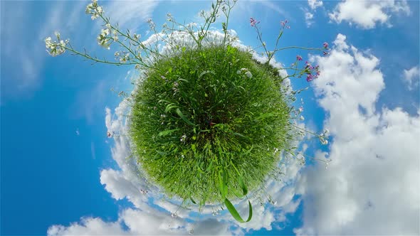 Landscape with Summer Meadow