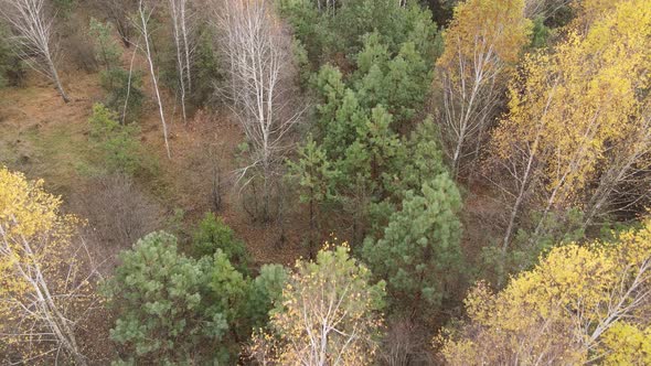 Beautiful Forest with Trees in an Autumn Day