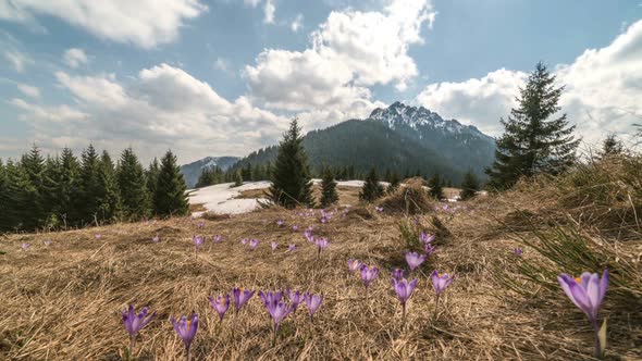 Clouds Moving over Spring Mountains Meadow with Crocus Flowers