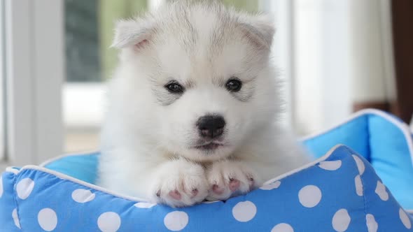 Cute Siberian Husky Puppies Lying In Pet Bed