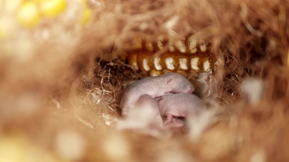 Mouse nest in the corn cob