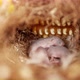 Mouse nest in the corn cob - VideoHive Item for Sale