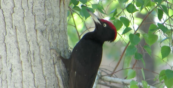 Black Woodpecker