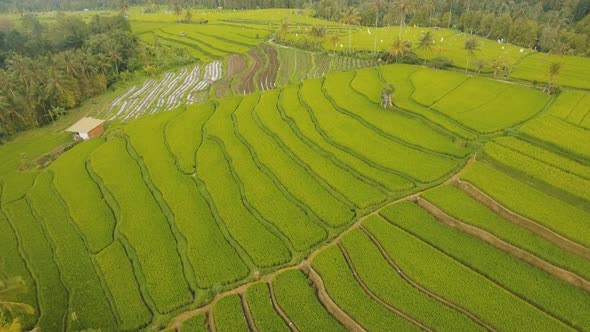 Terrace Rice Fields BaliIndonesia