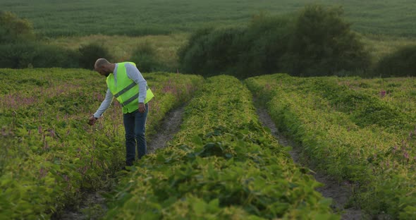 A Young Agronomist Walks Across the Field and Checks the Quality of the Crop Work for Agriculture